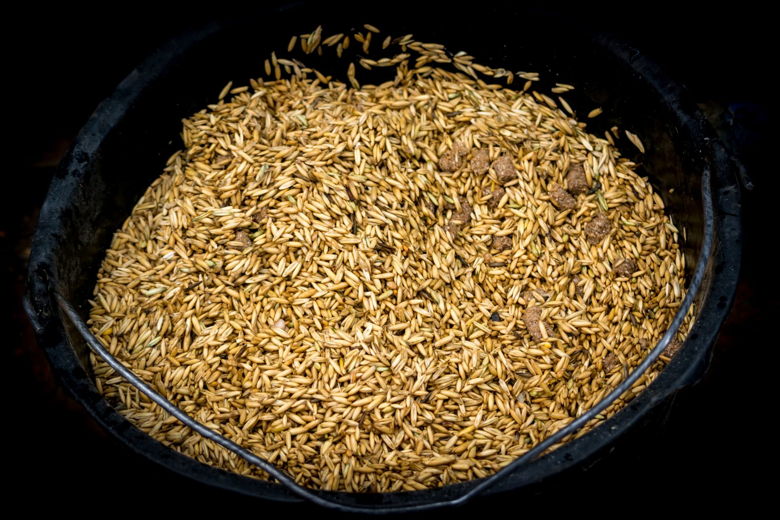 equine senior feed oats in bucket